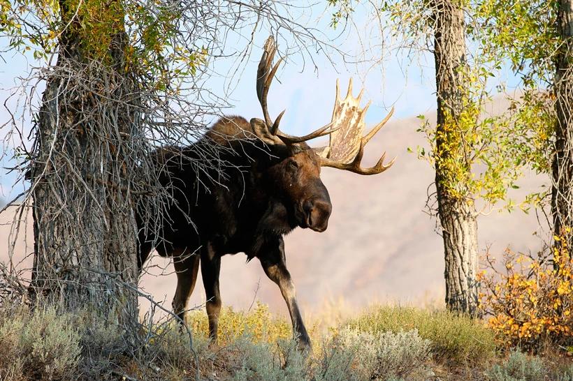 APPLICATION STRATEGY 2015: Idaho moose, sheep, goat