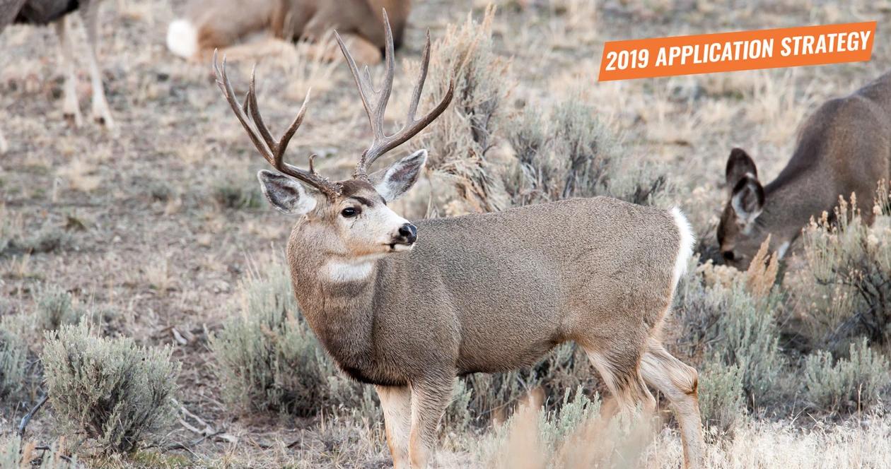 2019 idaho mule deer application strategy h1