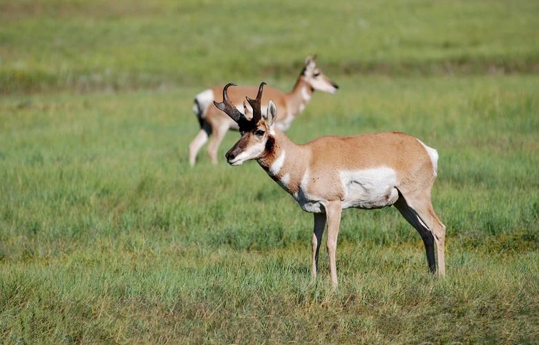 Large antelope buck in field 1