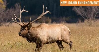 Idaho enhancements insider elk h1