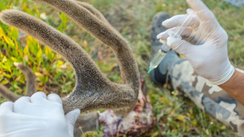 Applying formaldehyde to outside of velvet antlers