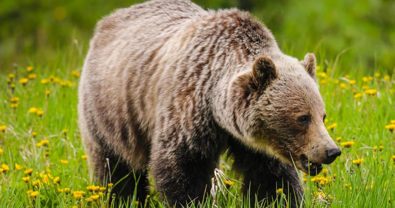 Idaho considers grizzly bear hunt