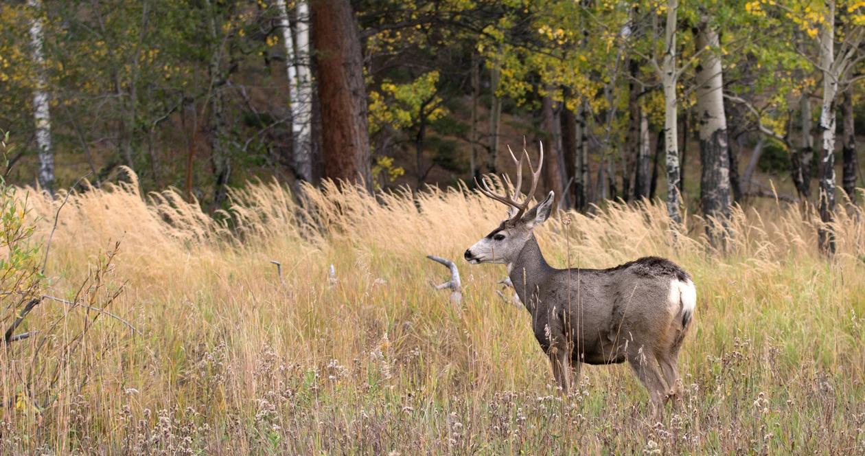 Wyoming mule deer decline h1