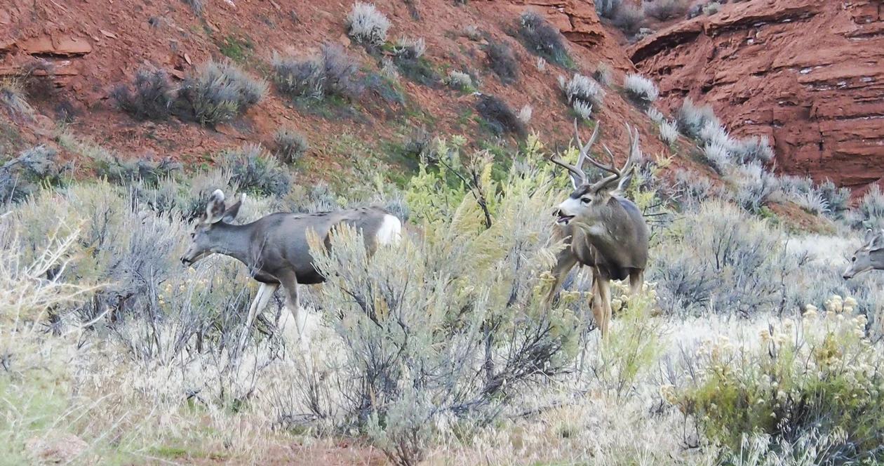 Utah mule deer cull h1