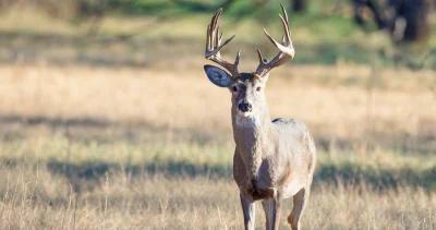 Texas whitetail deer poaching h1