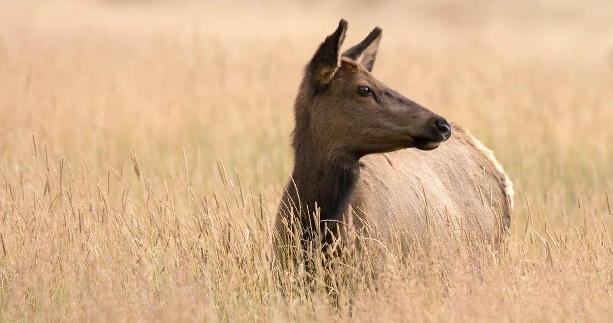 Missouri elk poaching h1