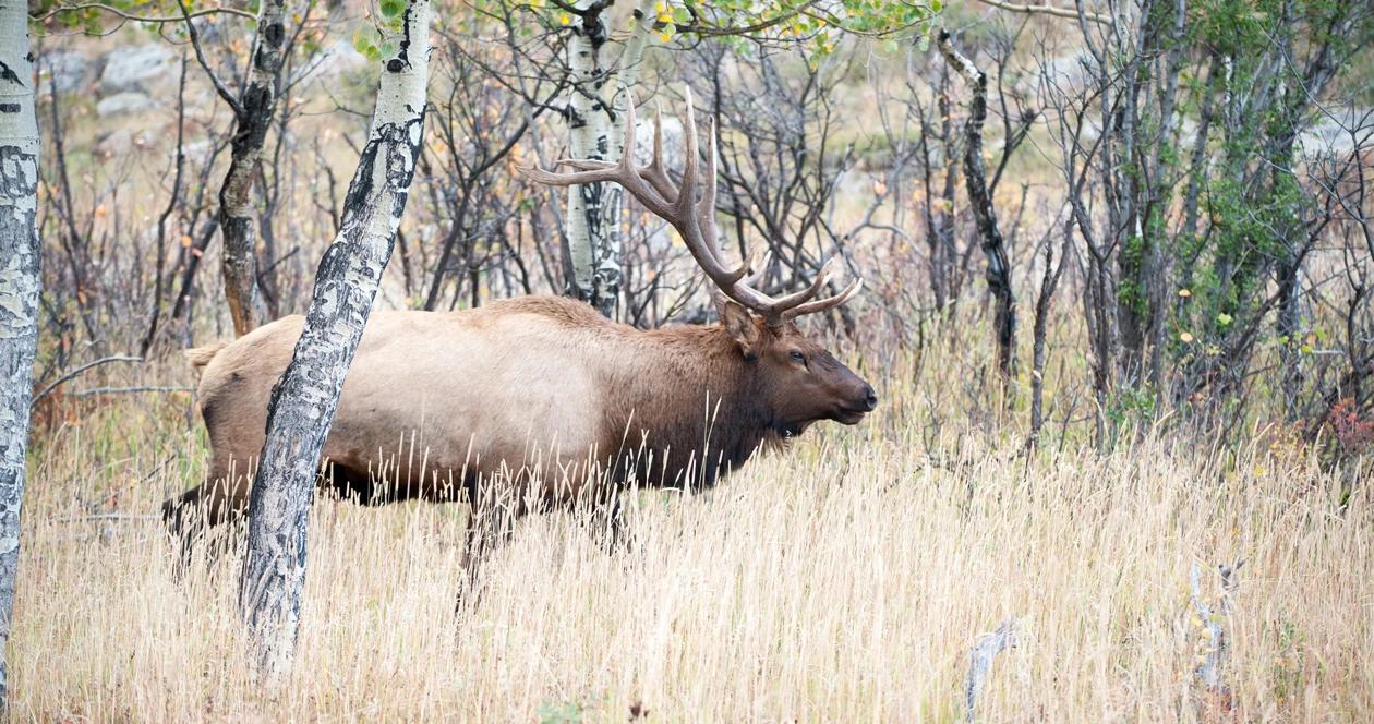 New 5 day wait period for capped elk hunts in idaho for residents 1