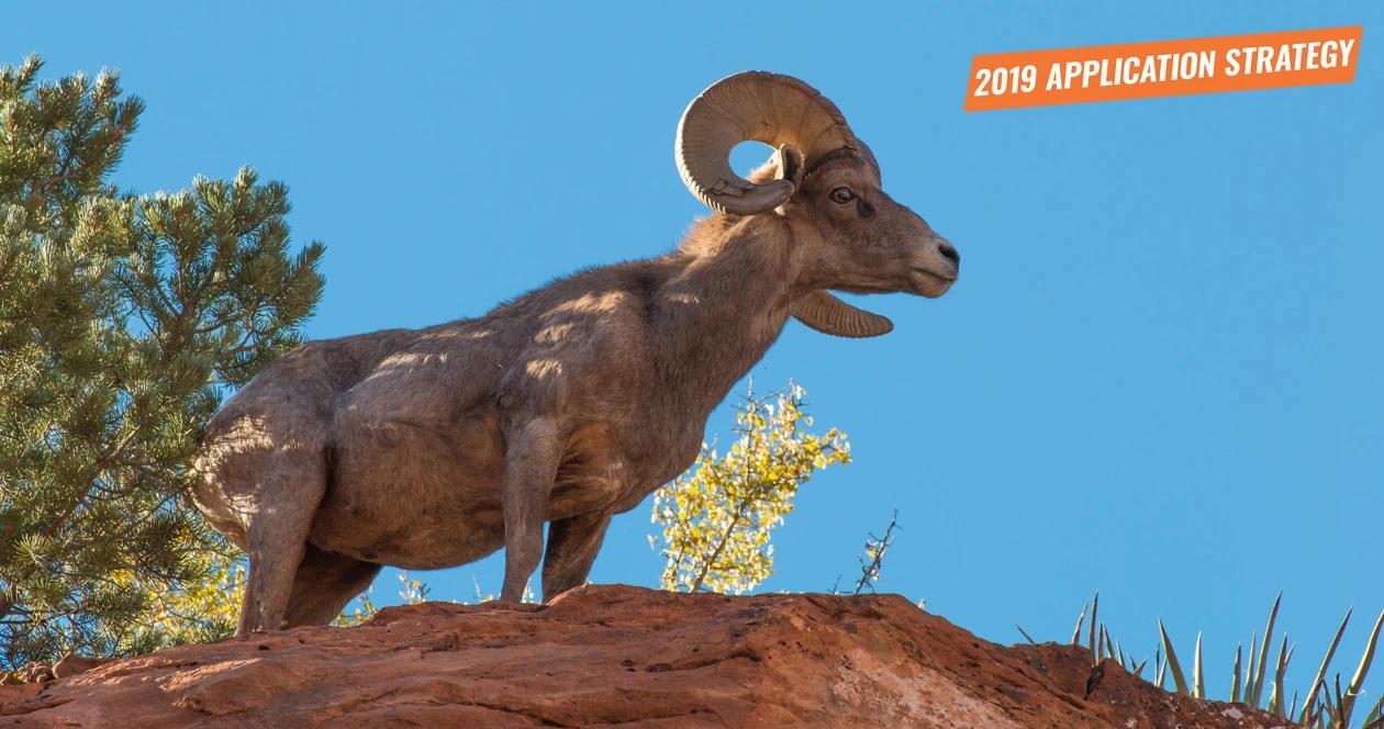 2019 new mexico sheep and antelope application strategy article 1