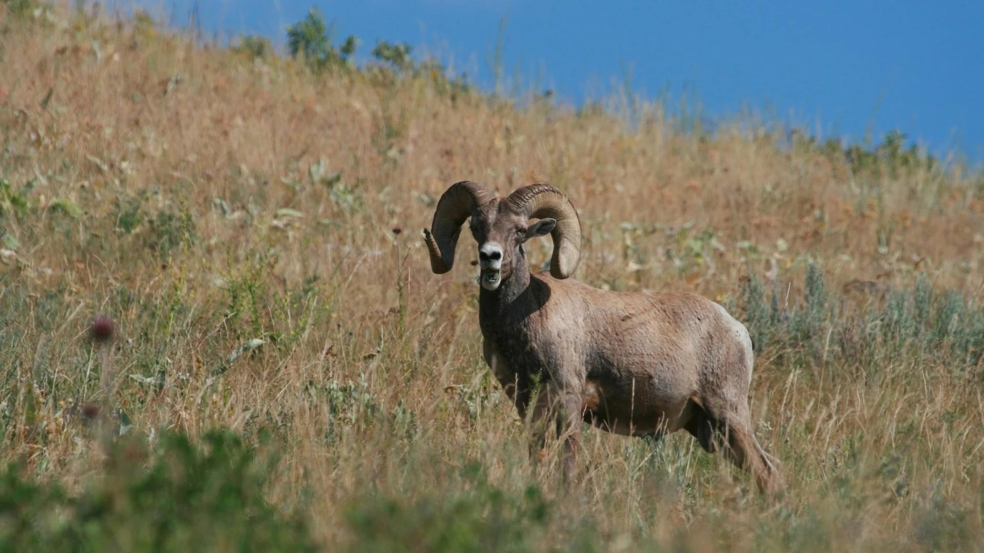 2024 Oregon bighorn sheep and mountain goat application strategy article