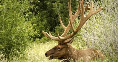 2022 Colorado leftover hunting license list