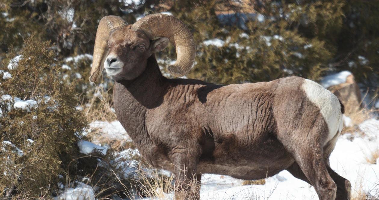 2023 colorado sheep moose mountain goat application strategy 1