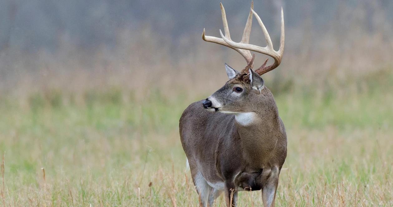 Iowa whitetail deer disease outbreak h1