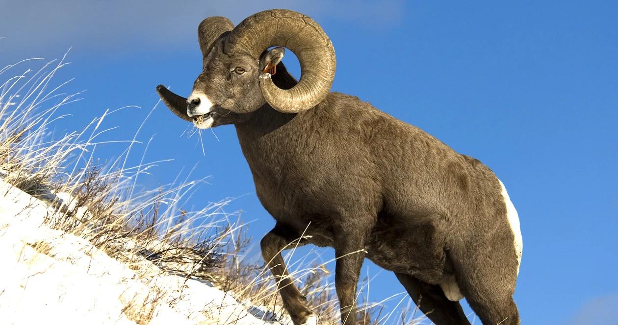 Rocky bighorn sheep on ridge 1