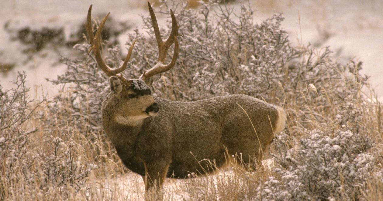 Large mule deer in snow 1