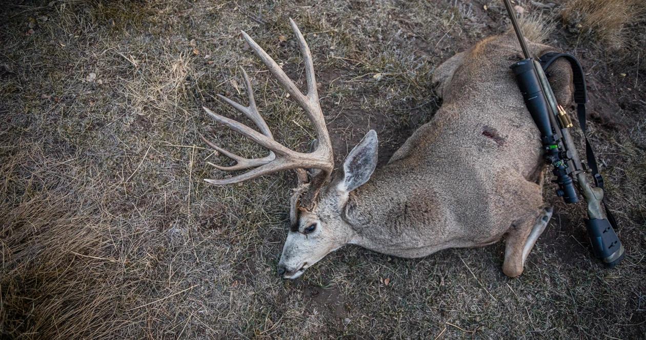 Are mature mule deer a thing of the past in colorado 1