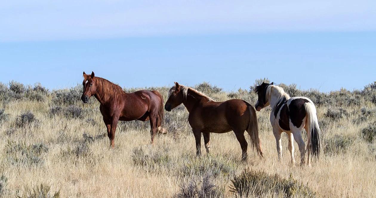 Nevada wild horses h1