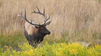 Information you need to know about Utah's tag sale date for general season archery elk hunting
