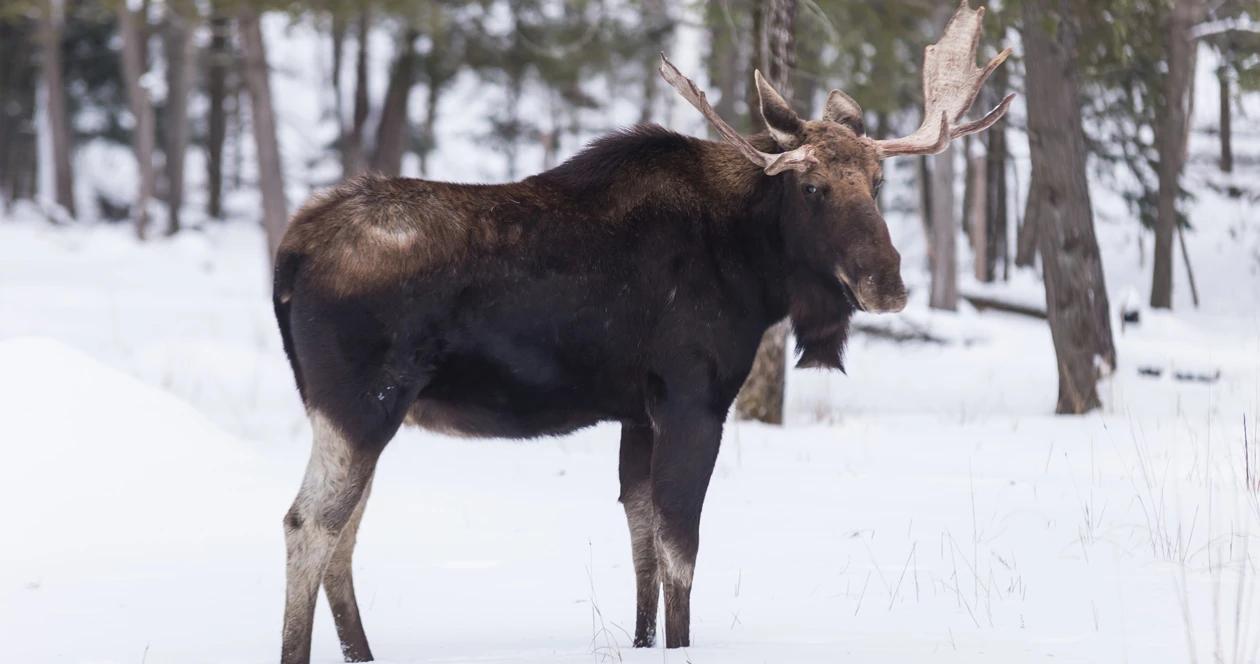 Russia moose h1