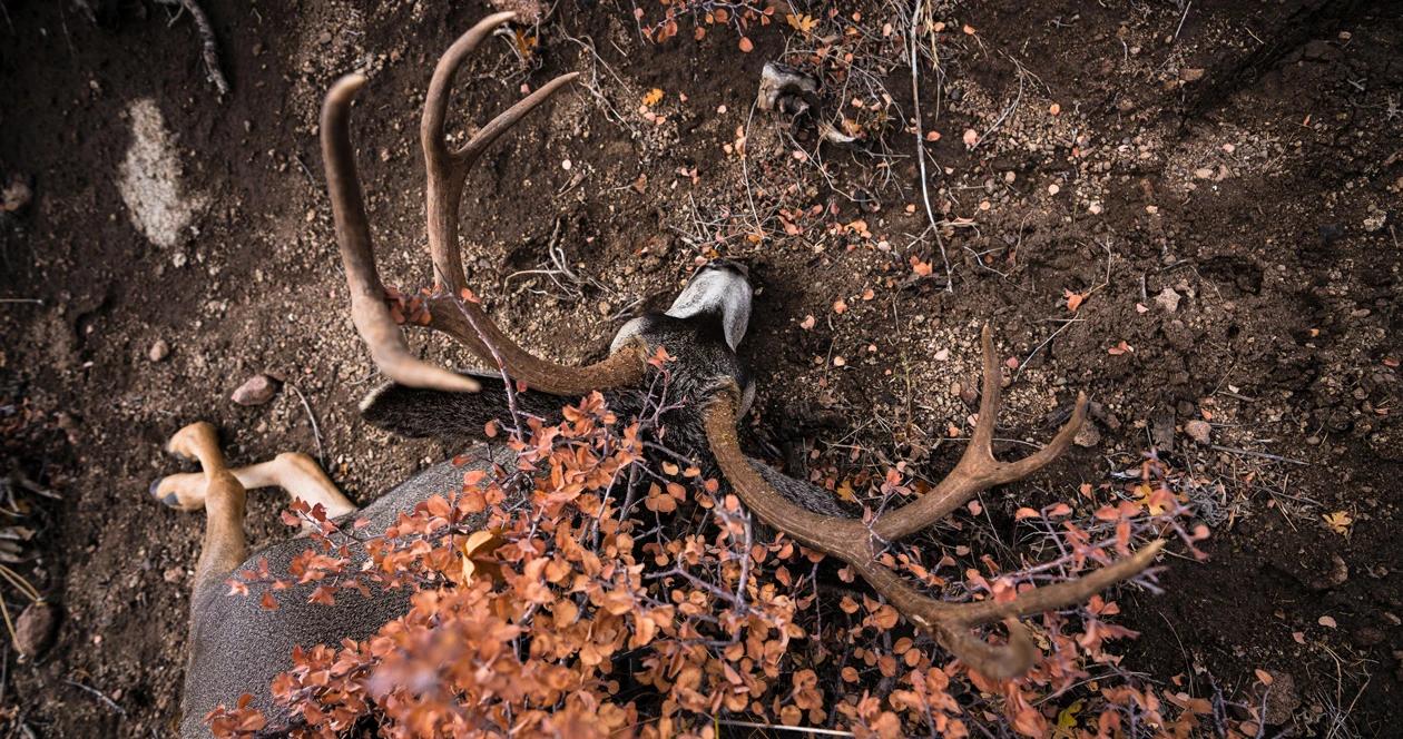 Utah dedicated hunter deer permit program 1