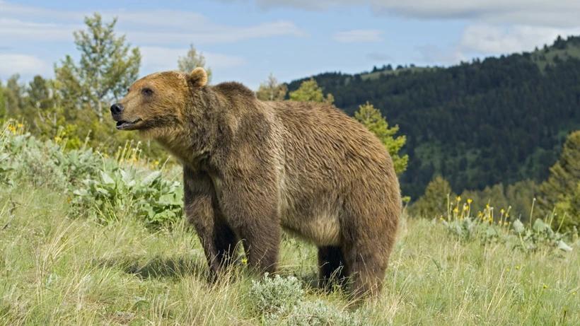 Wyoming deflects negative comments aimed at grizzly bear hunt