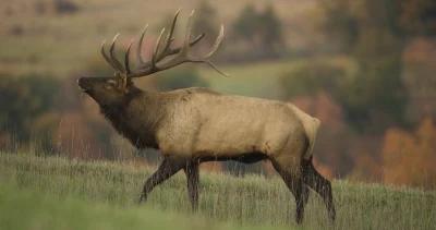 Application strategy 2022: Montana elk