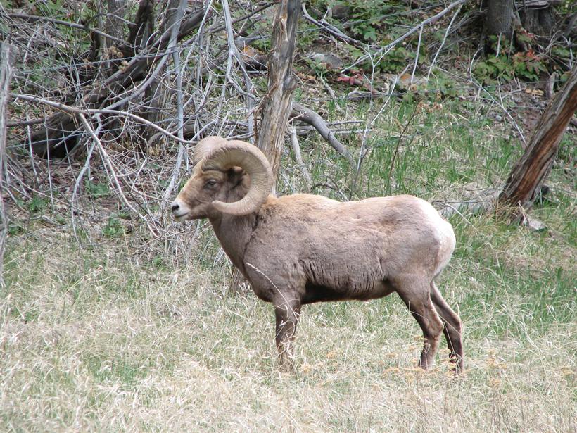 Colorado bighorn sheep