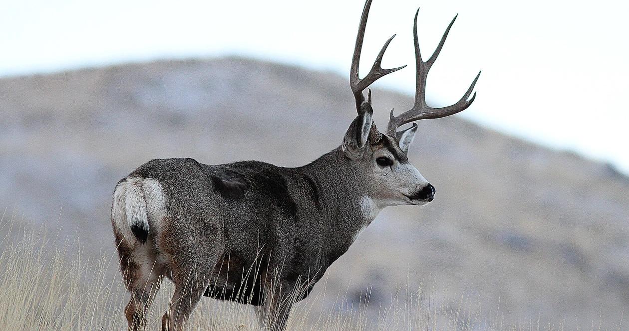 Idaho returned hunting tag process 1