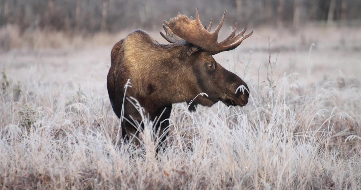 Moose poached in wyoming h1