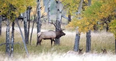 2023 Colorado leftover hunting license list