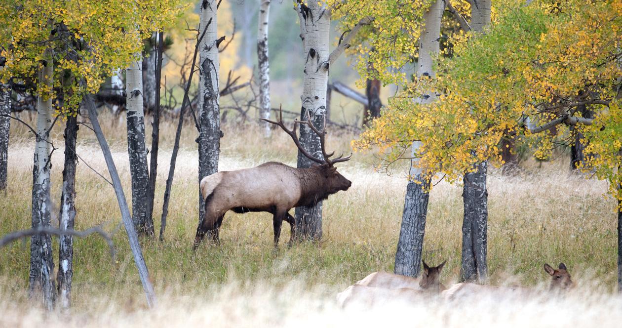 2023 Colorado leftover hunting license list // GOHUNT. The Hunting Company