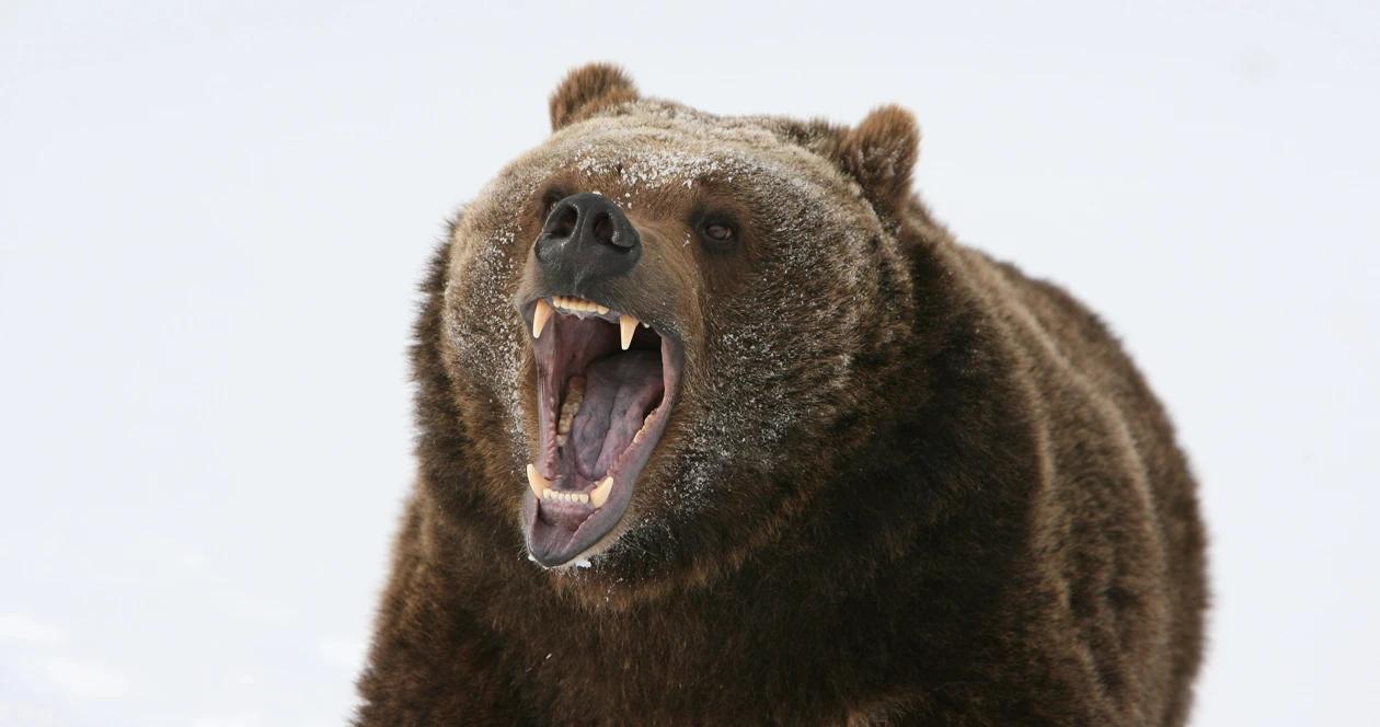 Yukon grizzly bear h1