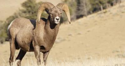 Nebraska bighorn sheep h1