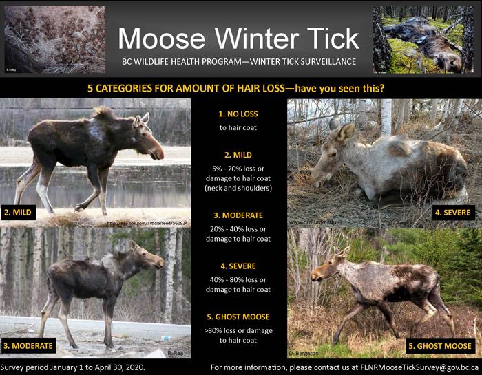Moose_winter_tick_poster