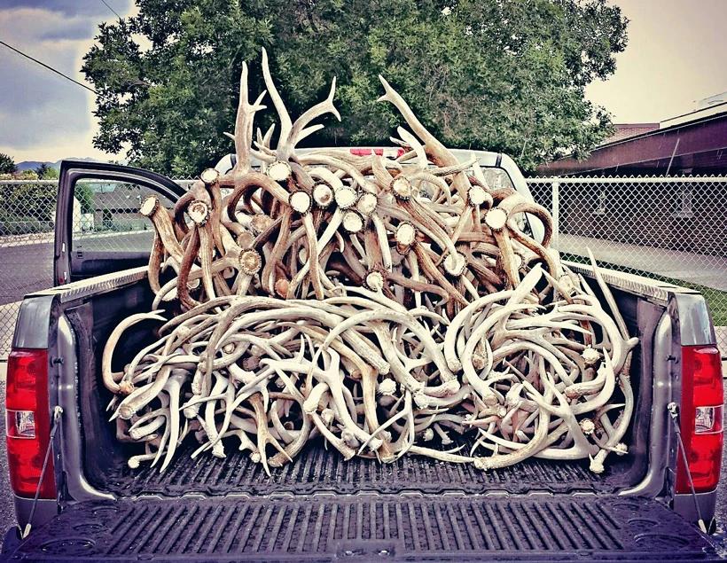 Pile of shed antlers in back of truck_0