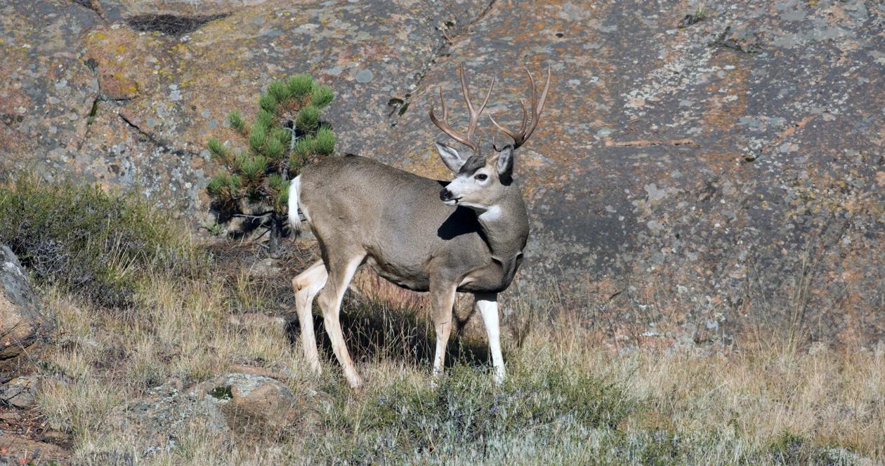 List of returned 2021 idaho nonresident deer elk tags 1
