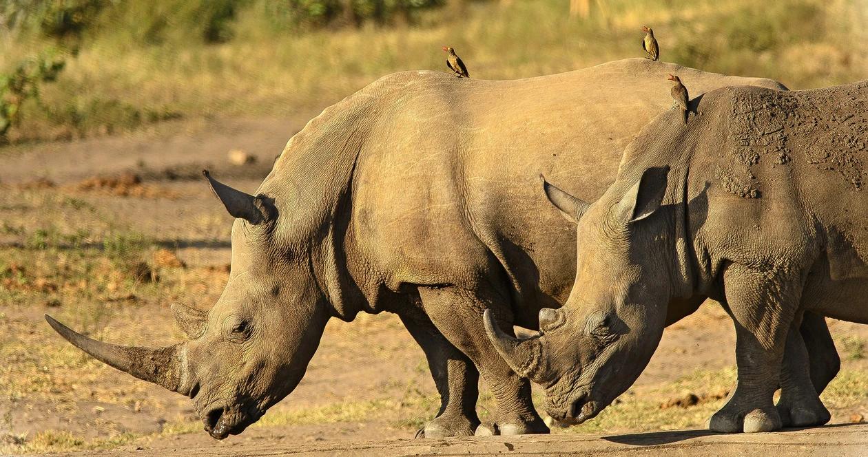 Rhinoceros africa h1