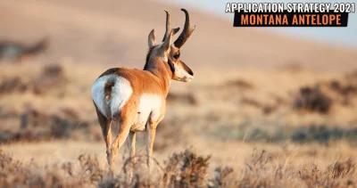 Montana antelope application strategy 2021 h1_0