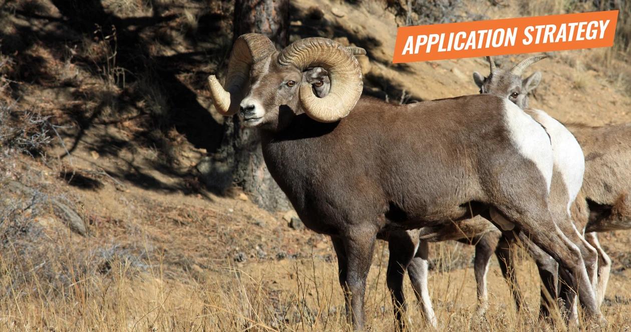 2018 montana sheep moose goat application strategy article 1