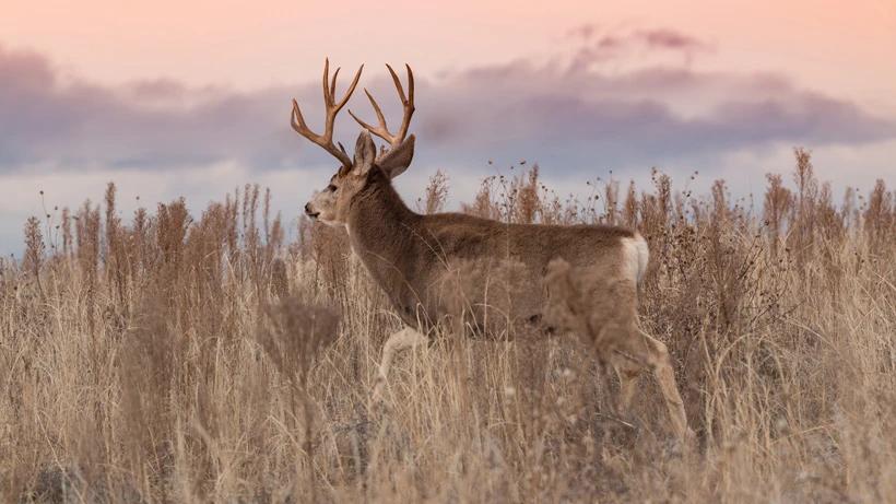 New research project tries to reverse mule deer decline