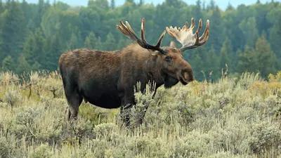 Wyoming moose tests positive for anthrax