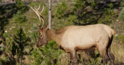 Missouri elk season h1
