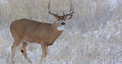Nebraska deer management h1