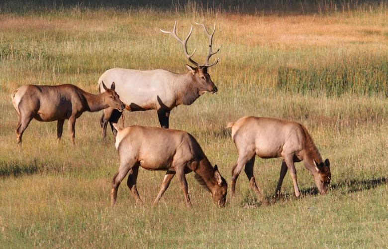 Bull elk with harem of cows 1