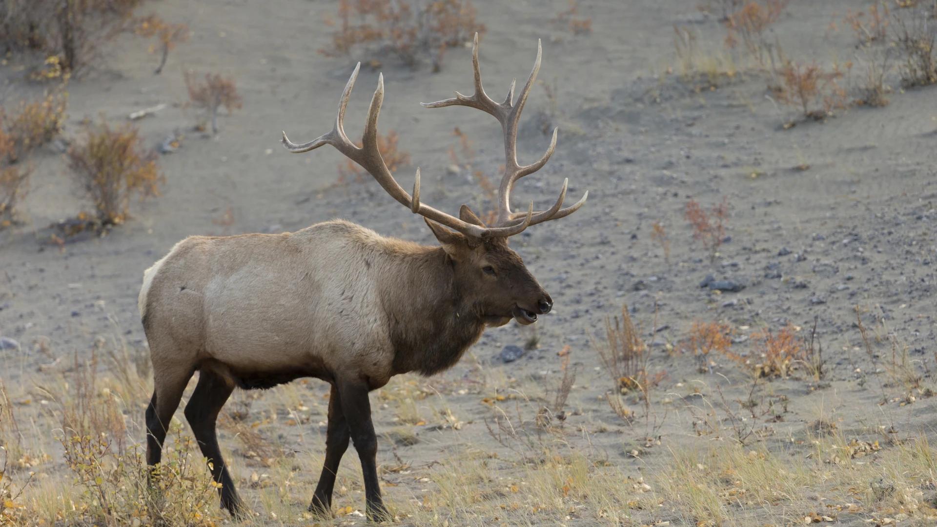 2024 Arizona elk and antelope hunting application strategy and tag research