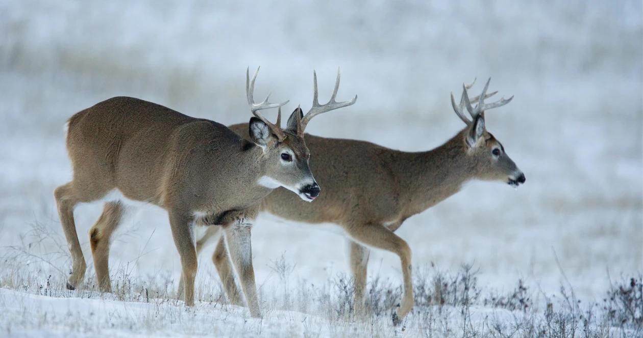 North dakota poached deer h1