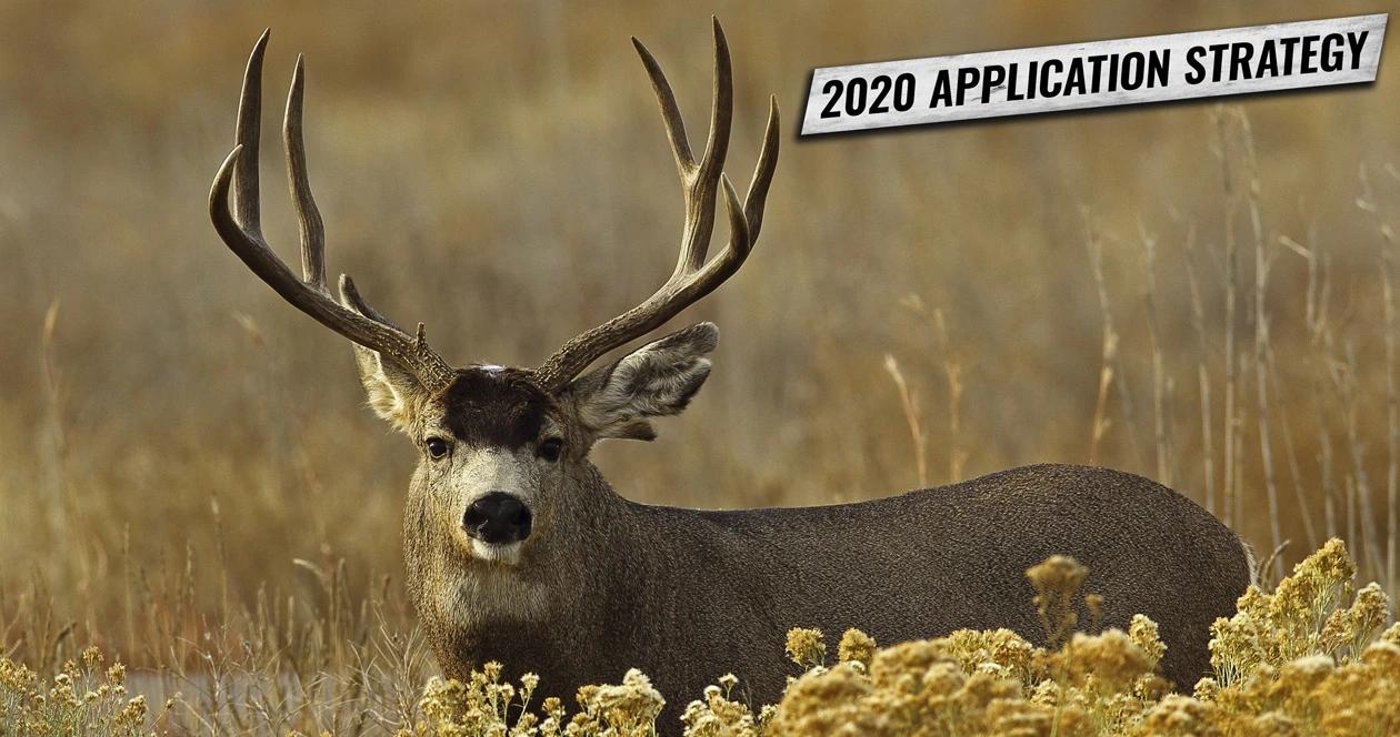 Colorado application strategy 2020 mule deer h1