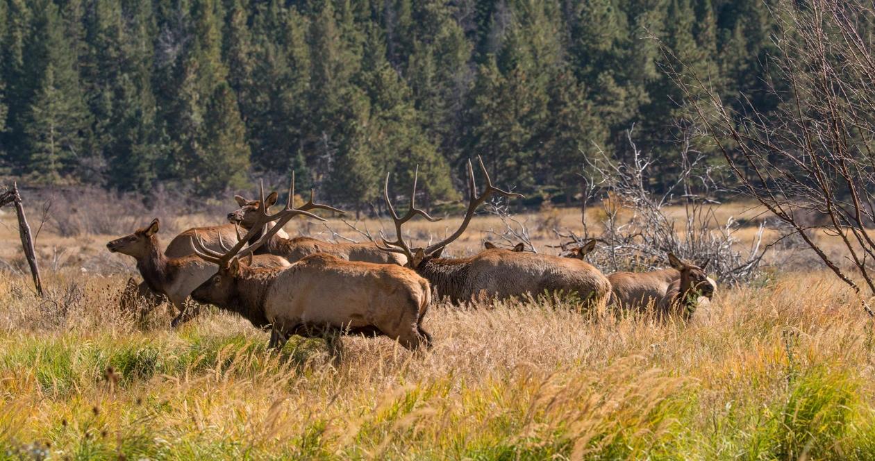 Idaho elk depredation h1