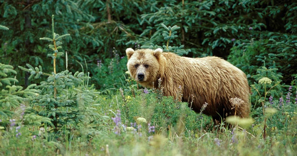 Montana grizzly bears h1
