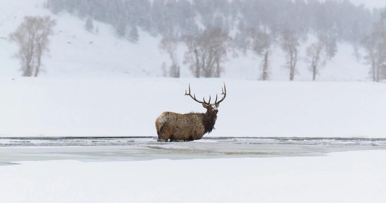 Harsh wyoming winter on wildlife h1
