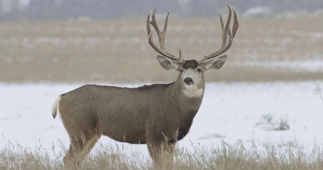 Montana mule deer h1